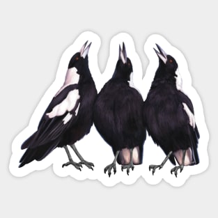 Trio of warbling magpies. Australian theme decor, original artwork. Unique gift. Sticker